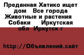 Преданная Хатико ищет дом - Все города Животные и растения » Собаки   . Иркутская обл.,Иркутск г.